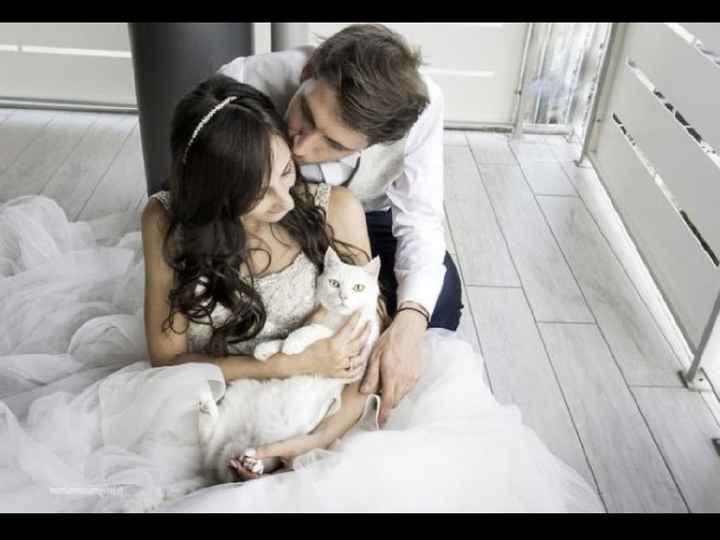 La mariée et son chat - 1