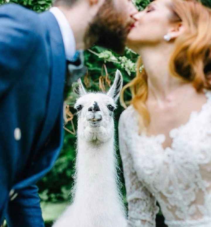 Lama zoom - 4