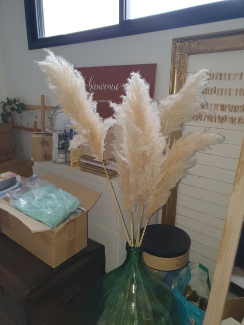 Mes pampas trouvés ! 2