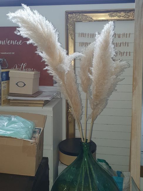 Mes pampas trouvés ! 3