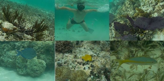 Snorkelling, poissons & coraux