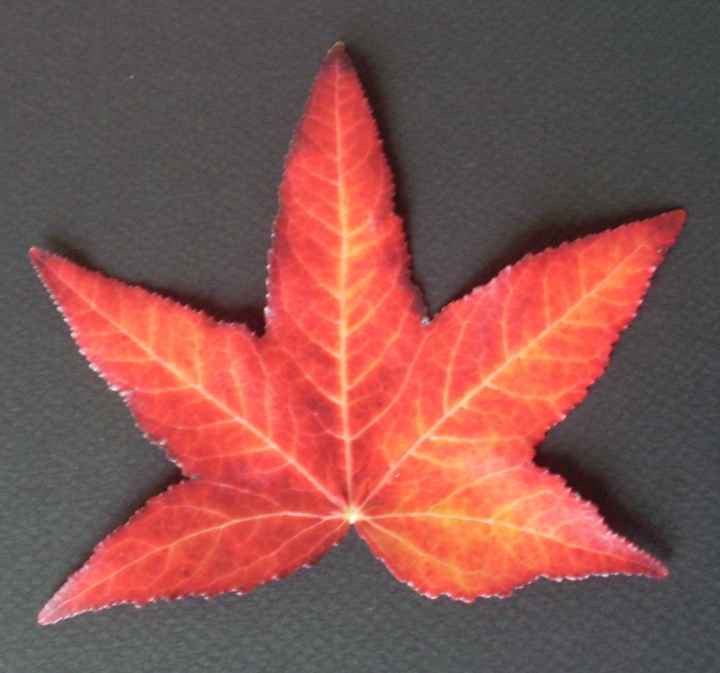 Feuille d'automne pour l'ivre d'or