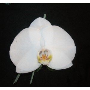 boutonnière