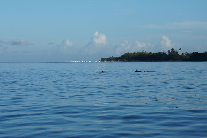 nage avec les dauphins 