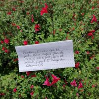 Besoin de votre aide... Encore ! Love note - 1