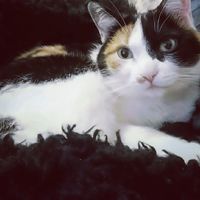 À propos de nous... ton fond d'écran actuel - 1