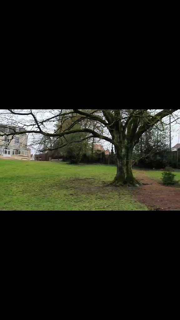 Décoration grand arbre - 1