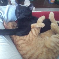 nos deux petits amours Nono et Typhon