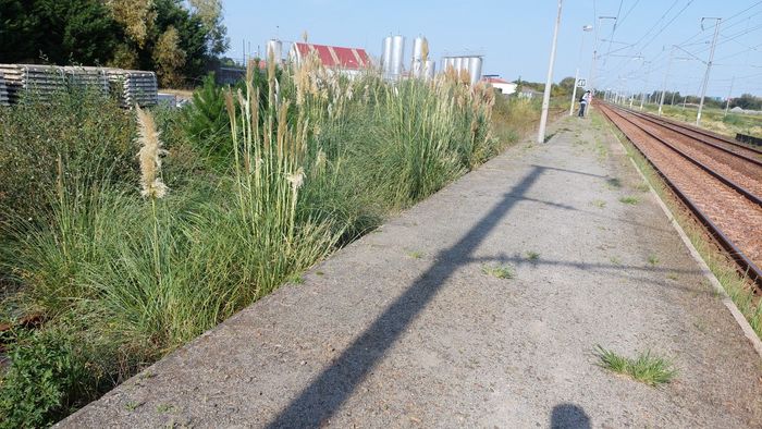 Cueillir des pampas 1