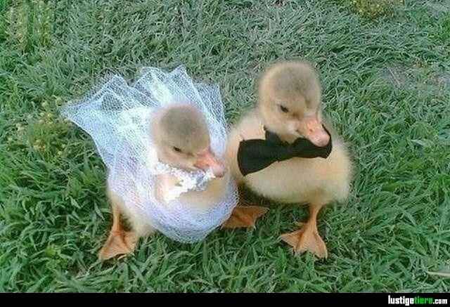 mariage animal