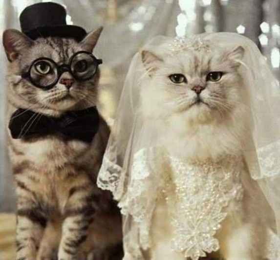 mariage animal