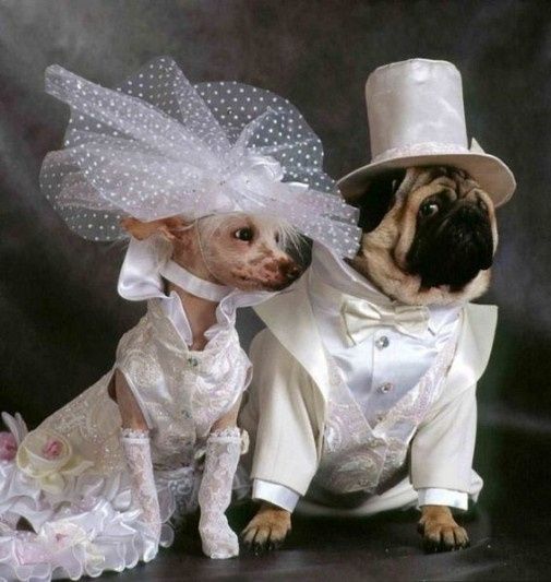 mariage animal