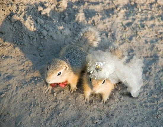 mariage animal