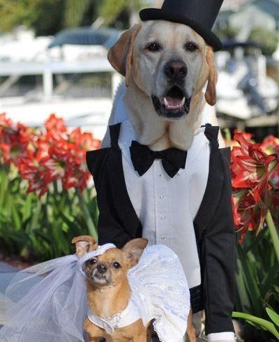 mariage animal