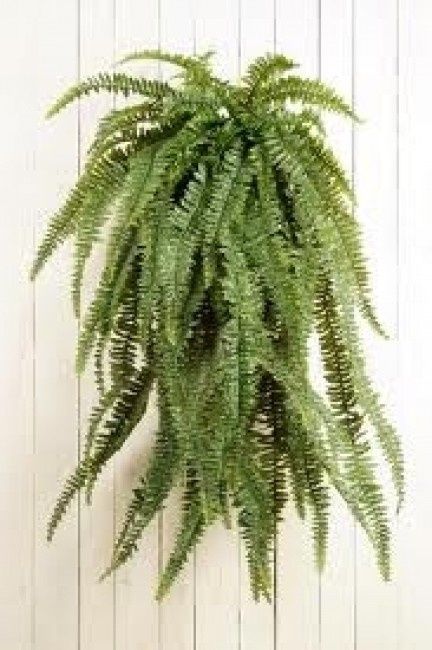idee deco plante