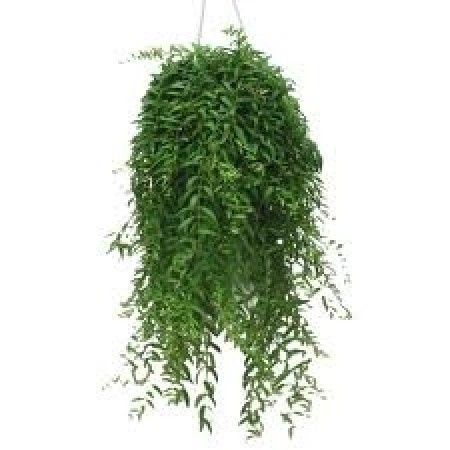 idee deco plante