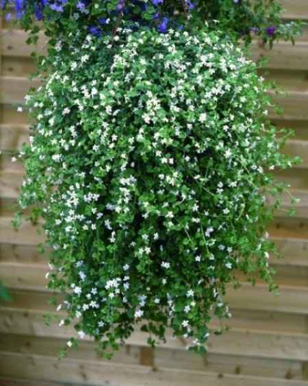 idee deco plante