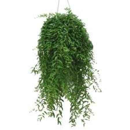 idee deco plante