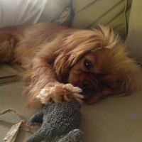 Notre cavalier king Charles Izzie 