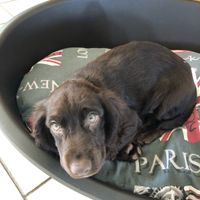 Le meilleur ami de l'homme 🐶🐱 - 1