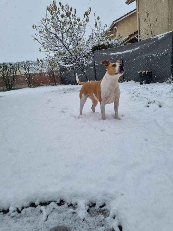 Ton chien ne sera pas très loin pendant tes préparatifs ? 🐶 - 1