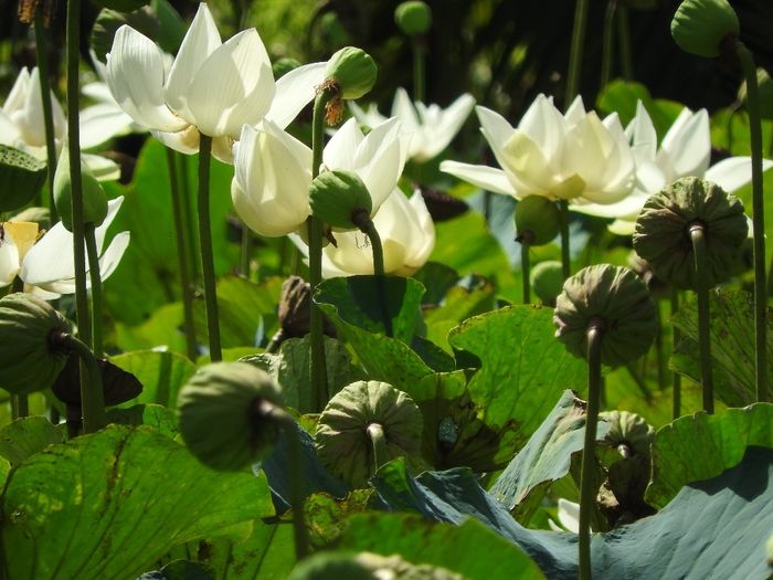 Jardin de Pamplemousses