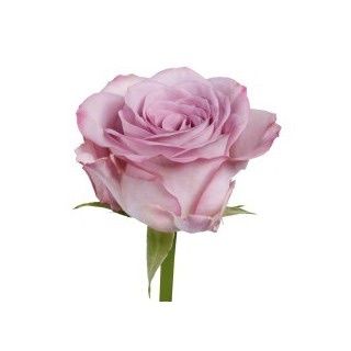 Roses choisies
