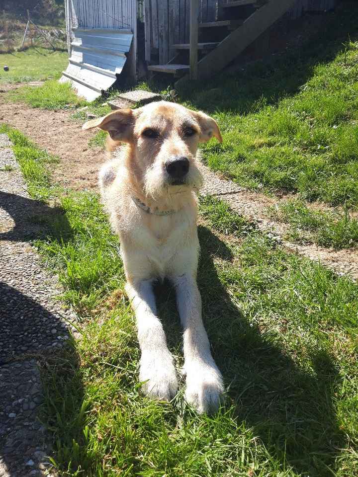 Avez-vous un animal de compagnie en commun ?🐶 - 1