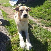 Avez-vous un animal de compagnie en commun ?🐶 - 1