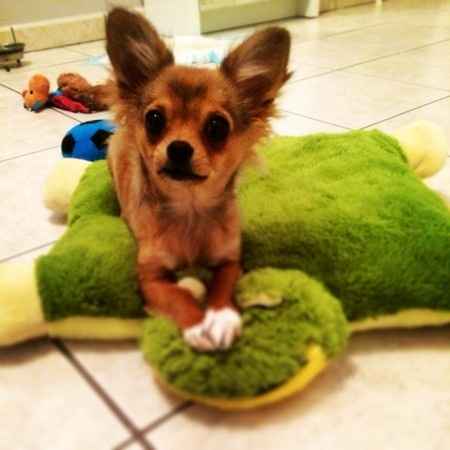 Et vos animaux pendant la lune de miel?? - 1