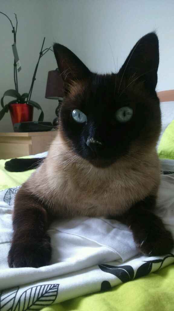 Un animal de compagnie à la maison juste après le mariage ? - 1