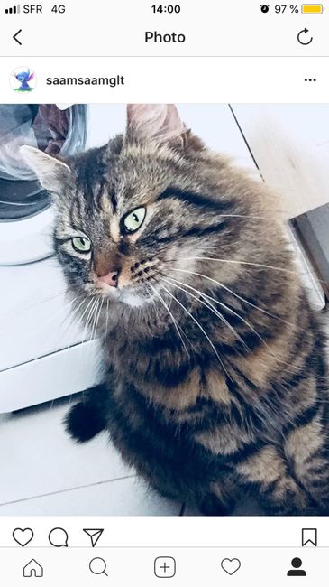 Mon petit bébé chat 😋 - 1