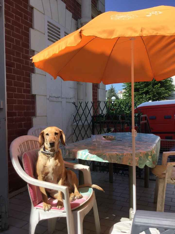 Vanille la grande de 4 ans adoptée en decembre suite à un abandon 