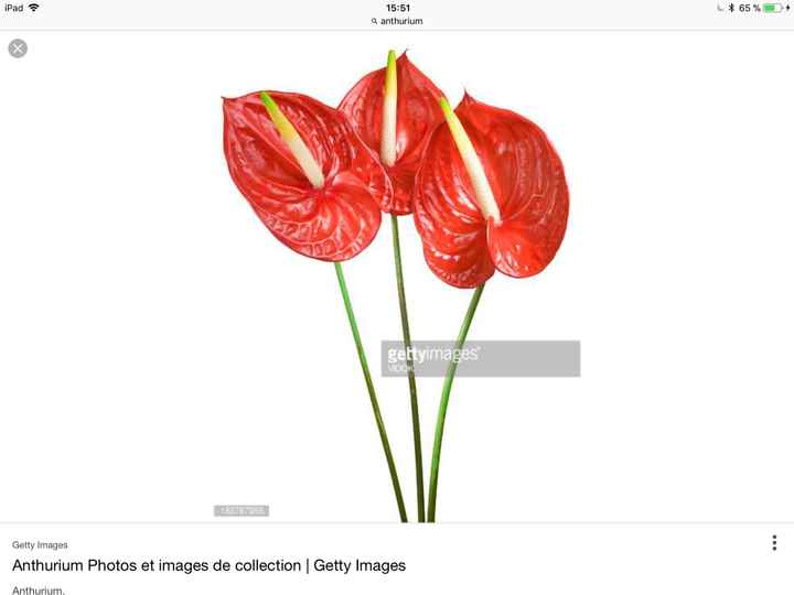 Anthurium