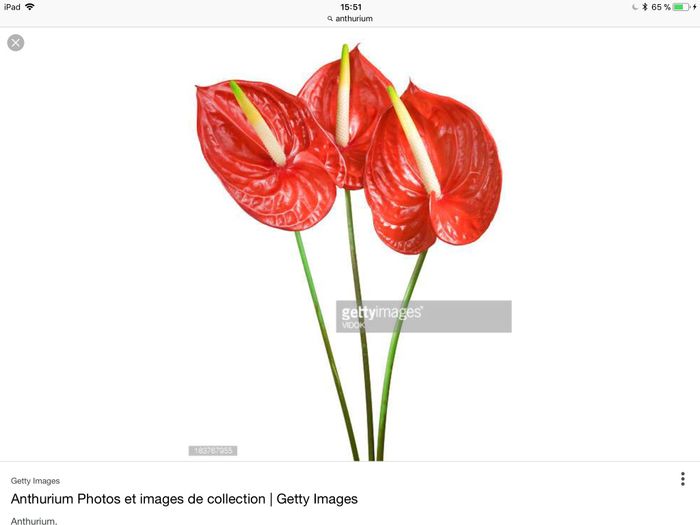 Anthurium
