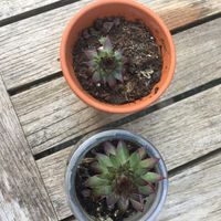 Plantes grasses - 1