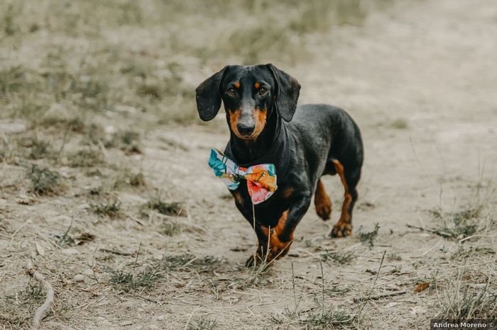 Vos animaux seront présents à votre mariage ? 1