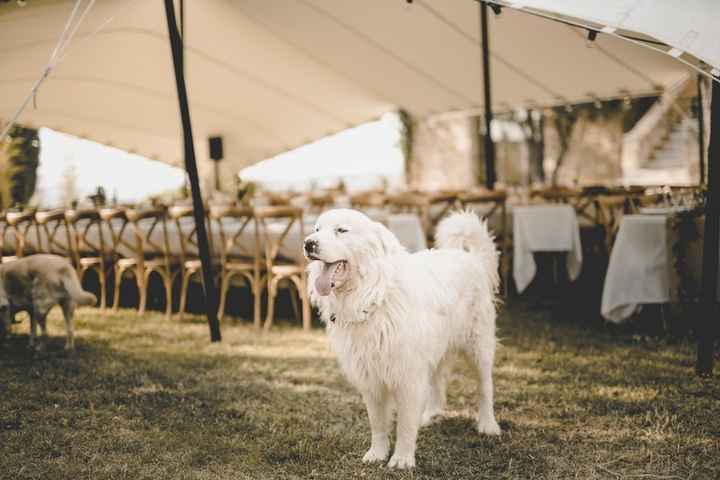 Le meilleur ami de l'homme 🐶🐱 - 1