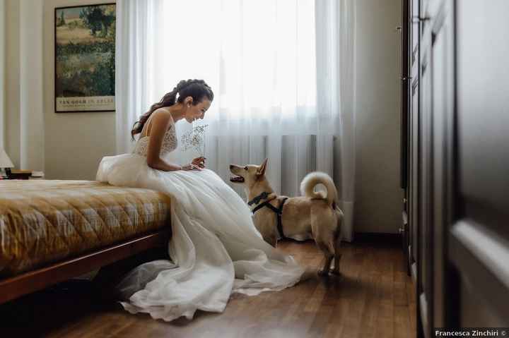 Ton chien ne sera pas très loin pendant tes préparatifs ? 🐶 - 1