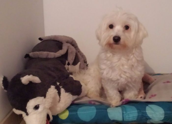 Mon bichon 