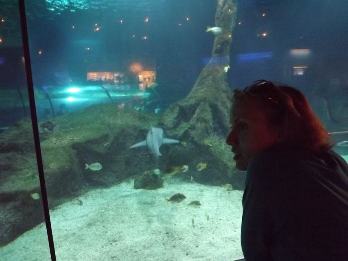 dans le tube à requins