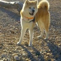 Montrez-moi vos boules de poils ! 😻 - 1