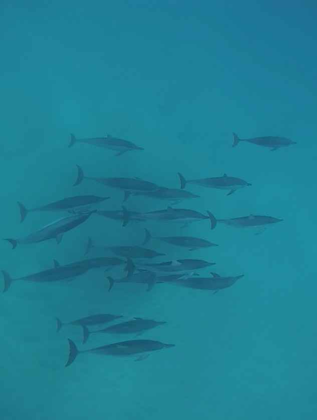 Nage avec les dauphins - mon rêve devenu réalité