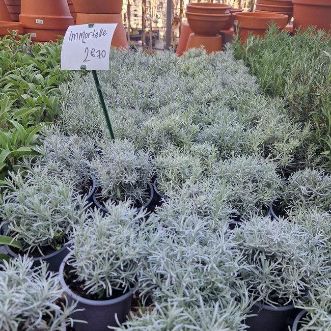 Des plantes pour le centre de table ! 2