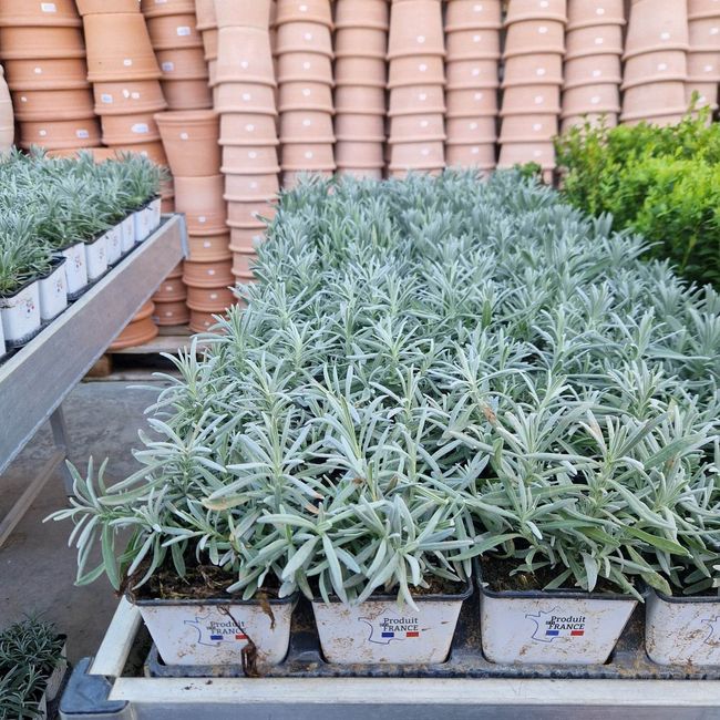 Des plantes pour le centre de table ! 3