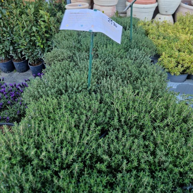 Des plantes pour le centre de table ! 4
