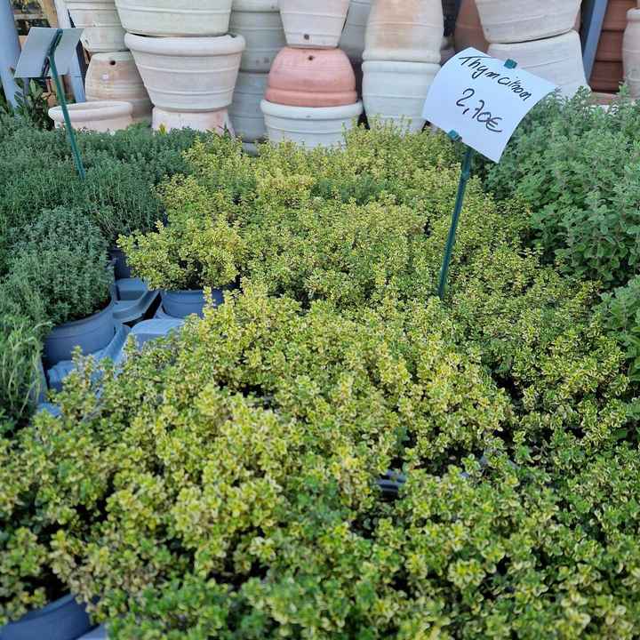 Des plantes pour le centre de table ! - 1