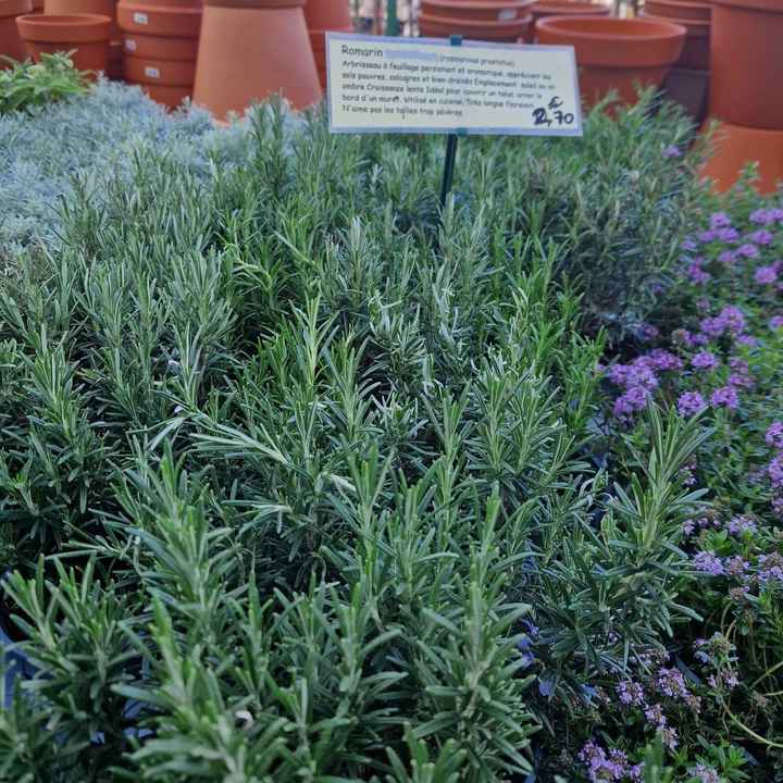 Des plantes pour le centre de table ! - 5