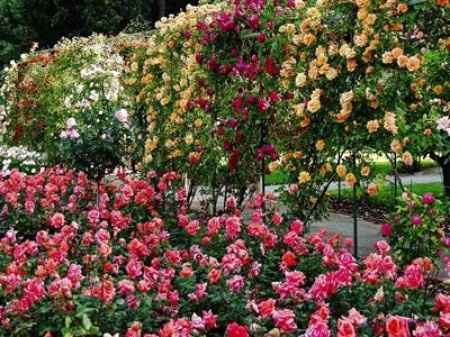Les roses du jardin