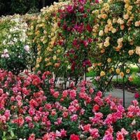 Les roses du jardin